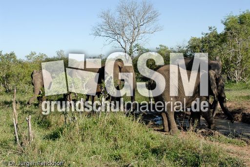 Afrikanischer Elefant (36 von 131).jpg